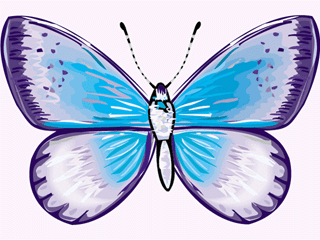 Blue amd purple butterfly on white background