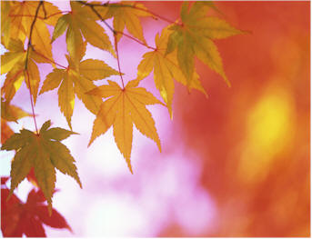 Fall leaves on a tree during Autumn