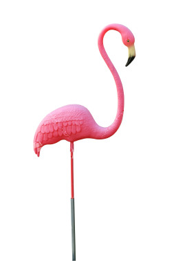 Pink flamingo